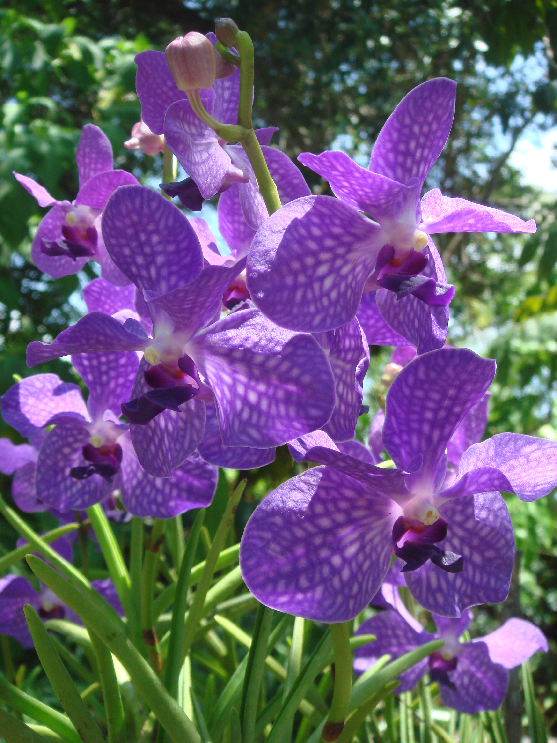 орхидеи выращивание